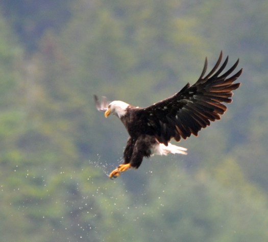 DSC_0085 Bald Eagle (Haliaeetus leucocephalus) Acadia NP--Valley Cove Trail August 1 2016 MJGood