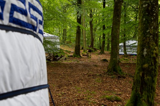 nyrups-naturhotell-yllehyddor-och-bokskog